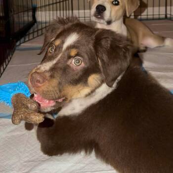 Australian Shepherd Dogs Available for Adoption - Cosmo | PetCurious