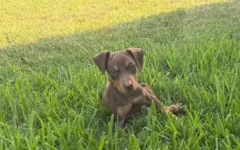 Andy -  Doberman Pinscher Dog for Adoption in Polk, Ohio - Andy | PetCurious