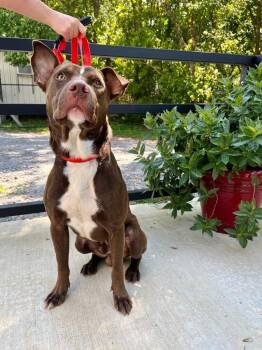 Doby -  Doberman Pinscher and Pit Bull Terrier Dog for Adoption in Lawrenceburg, Tennessee - Doby | PetCurious