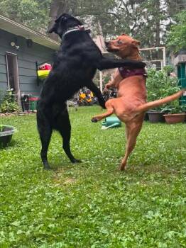 Zoey -  Mixed Breed Dog for Adoption in Wausau, Wisconsin - Zoey | PetCurious