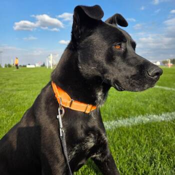 Archie (fka Bandit) -  Mixed Breed Dog for Adoption in Boone, Iowa - Archie (fka Bandit) | PetCurious