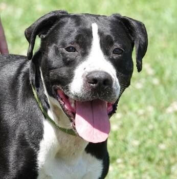 Thor/Garth -  Terrier Dog for Adoption in Millfield, Ohio - Thor/Garth | PetCurious