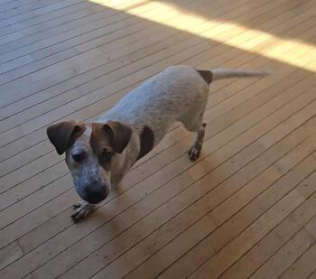 Rescue Mixed Breed Dogs for Adoption in De Pere, Wisconsin - Heintz | PetCurious