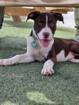 English Pointer and Mixed Breed Dogs Available for Adoption in Lincoln, Nebraska - SID | PetCurious
