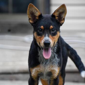 Accelerator -  Australian Cattle Dog Blue Heeler Dog for Adoption in Indianapolis, Indiana - Accelerator | PetCurious
