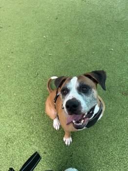Bronco -  American Bulldog Dog for Adoption in Lakeland, Florida - Bronco | PetCurious