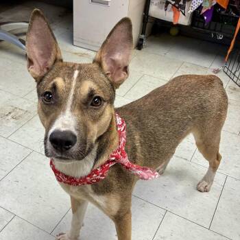 Roman -  Shepherd and Mixed Breed Dog for Adoption in San Francisco, California - Roman | PetCurious