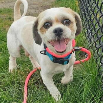 Arlo -  Shih Tzu Dog for Adoption in Plainfield, Illinois - Arlo | PetCurious