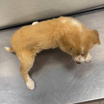 Caramel latte -  Mixed Breed Dog for Adoption in Las Cruces, New Mexico - Caramel Latte | PetCurious