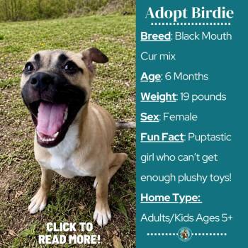 Birdie -  Black Mouth Cur and Mixed Breed Dog for Adoption in Metamora, Michigan - Birdie | PetCurious