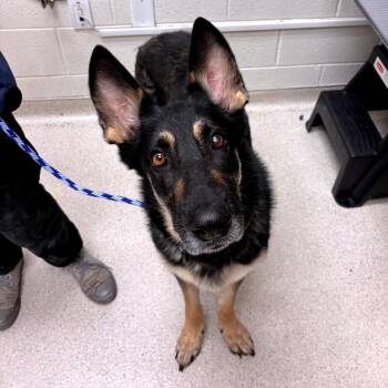 DejaVu -  German Shepherd Dog Dog for Adoption in Murray, Utah - DejaVu | PetCurious