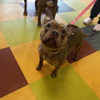 Mixed Breed Dogs Available for Adoption in Philadelphia, Pennsylvania - Brady | PetCurious