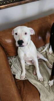 Sophie foster needed -  Pit Bull Terrier and American Staffordshire Terrier Dog for Adoption in New York, New York - Sophie Foster Needed | PetCurious