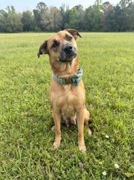 Chloe -  Mixed Breed Dog for Adoption in St. Augustine, Florida - Chloe | PetCurious