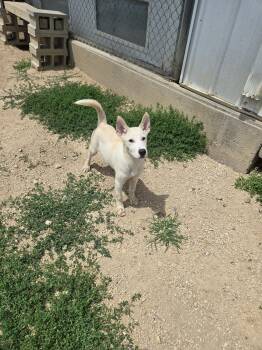 Wolfie -  Husky Dog for Adoption in Maquoketa, Iowa - Wolfie | PetCurious
