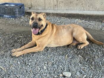 Mixed Breed Dogs Available for Adoption in Bonners Ferry, Idaho - Chloe | PetCurious