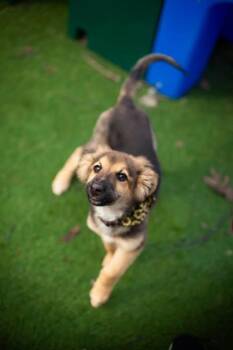 German Shepherd Dog and Standard Poodle Dogs Available for Adoption in Hobart, Indiana - Frogger | PetCurious