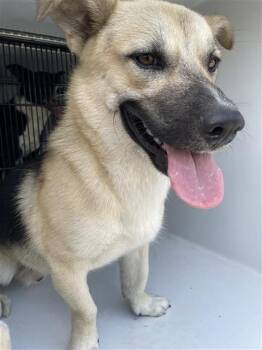 SHORTY -  German Shepherd Dog and Mixed Breed Dog for Adoption in Houston, Texas - SHORTY | PetCurious