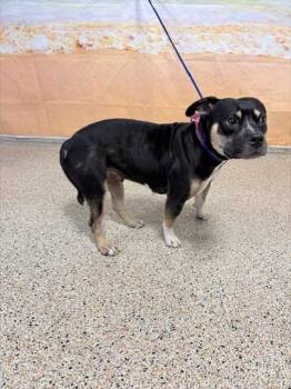 ARMANI -  Pit Bull Terrier Dog for Adoption in Doral, Florida - ARMANI | PetCurious