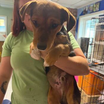 Intake_12 -  Mixed Breed Dog for Adoption in Savannah, Georgia - Intake_12 | PetCurious