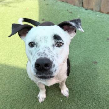 Rover -  English Pointer and Border Collie Dog for Adoption in Huntington, New York - Rover | PetCurious