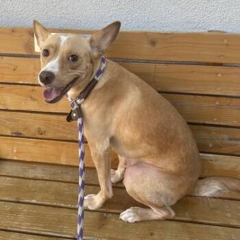 Harvey -  Chihuahua and Cattle Dog Dog for Adoption in Long Beach, California - Harvey | PetCurious