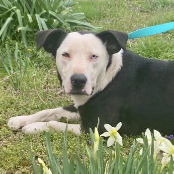 Pit Bull Terrier and Mixed Breed Dogs Available for Adoption - Eggy | PetCurious