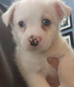 Terrier Dogs Available for Adoption - James | PetCurious