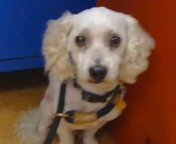 EZIO -  Poodle Dog for Adoption in Sacramento, California - EZIO | PetCurious