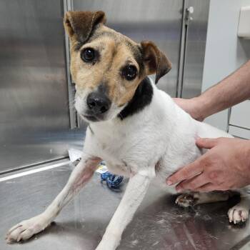 Rescue Jack Russell Terrier Dogs for Adoption in Normal, Illinois - Annie | PetCurious