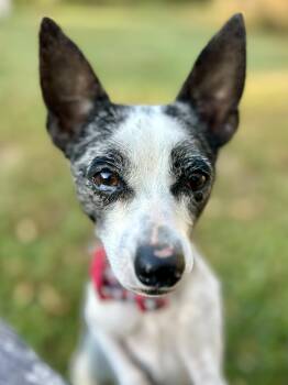 Rescue Chihuahua and Rat Terrier Dogs for Adoption in Whitewright, Texas - Miss Emma Lulu Belle | PetCurious