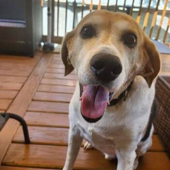 Norman -  Hound and Mixed Breed Dog for Adoption in Boaz, Alabama - Norman | PetCurious