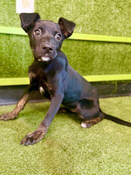Annie -  Terrier Dog for Adoption in Hopkinsville, Kentucky - Annie | PetCurious