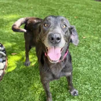 Savannah -  Black Labrador Retriever Dog for Adoption in Mount Pleasant, South Carolina - Savannah | PetCurious