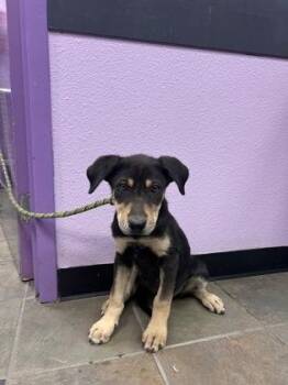 Rottweiler and German Shepherd Dog Dogs Available for Adoption in El Paso, Texas - Skye(watercress*) | PetCurious