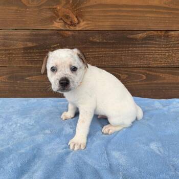 Cattle Dog and English Bulldog Dogs Available for Adoption - Phillippe | PetCurious