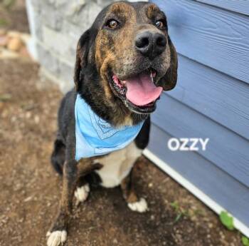 Rescue Plott Hound and Treeing Walker Coonhound Dogs for Adoption in Maryville, Tennessee - Ozzy & Hogan | PetCurious