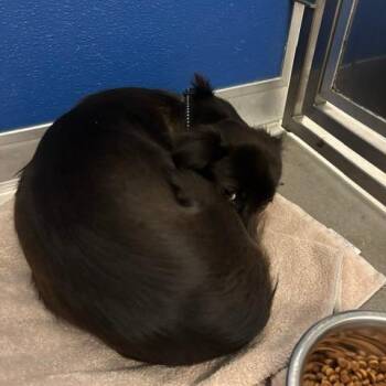Sweet Pea -  Mixed Breed Dog for Adoption in Murray, Utah - Sweet Pea | PetCurious
