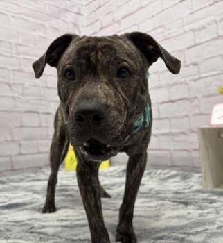 Mixed Breed Dogs Available for Adoption - Shamrock Shake | PetCurious