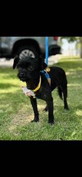 Yorkshire Terrier and Shih Tzu Dogs Available for Adoption in New Haven, Connecticut - Little Lady | PetCurious
