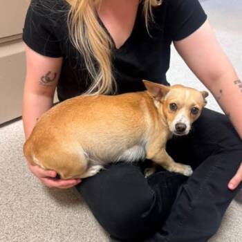 Joy -  Chihuahua Dog for Adoption in Allen, Texas - Joy | PetCurious