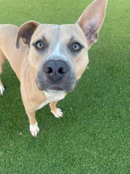Rescue Pit Bull Terrier Dogs for Adoption in Eagle, Idaho - David **Courtesy Post. Out Of Town Pet. See Below For Details** | PetCurious