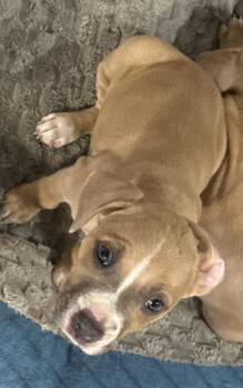 Aria -  Pit Bull Terrier Dog for Adoption in Sanford, Florida - Aria | PetCurious