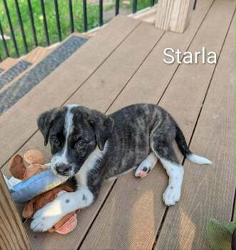 Starla - fostered in KC -  Beagle and Australian Shepherd Dog for Adoption in Overland Park, Kansas - Starla - Fostered In KC | PetCurious