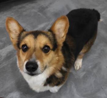 Corgi Dogs Available for Adoption in Thief River Falls, Minnesota - William | PetCurious