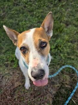 Mixed Breed Dogs Available for Adoption in Savannah, Georgia - Babsy | PetCurious