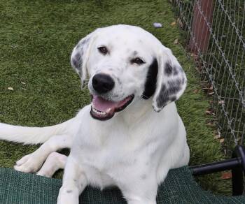 Winston -  Dalmatian Dog for Adoption in Southlake, Texas - Winston | PetCurious