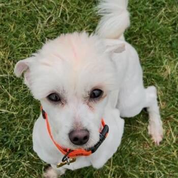 Oso -  Maltipoo Dog for Adoption in Pelham, New Hampshire - Oso | PetCurious