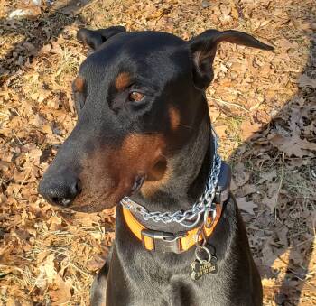 Doberman Pinscher Dogs Available for Adoption - Tapper Courtesy Listing | PetCurious