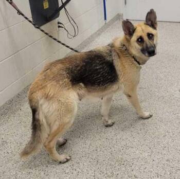 Bertie -  German Shepherd Dog and Mixed Breed Dog for Adoption in Kansas City, Missouri - Bertie | PetCurious